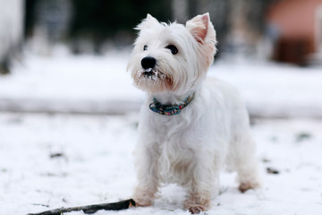 little white dog terrier winter