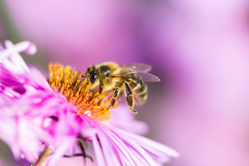 Bee on Michaelmas daisy