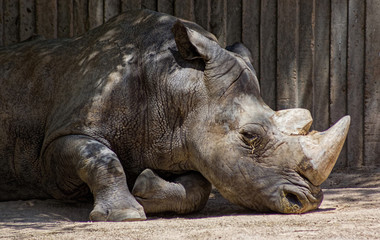 Fototapeta premium African white rhino
