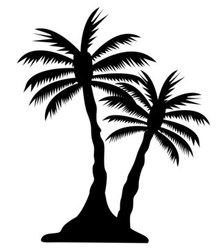 palm tree image