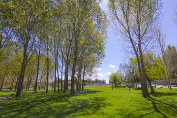 trees high on a green meadow
