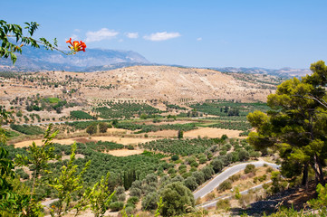 Cretan rural landscape with olive trees.