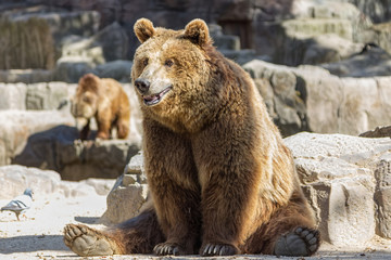 Obraz premium brown bear sitting so funny