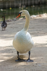 Swan walking on a path