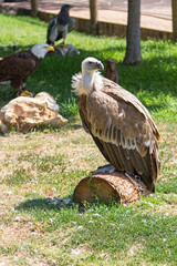 Griffon Vulture (Gyps fulvus)