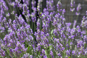 Obraz premium beautiful rosemary bush