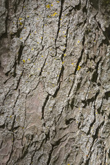 macro background with tree bark