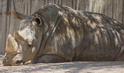 African white rhino © james633