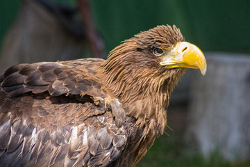 Large size Eagle Inn in soil