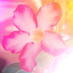Obraz na płótnie Canvas vivid color beautiful wild flowers in blur style.For art texture