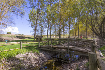 wooden bridge over a stream and trees in a park