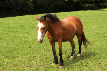Fototapeta premium cheval