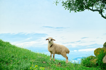 Grazing lamb in mountains