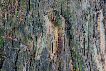 bark of tree texture
