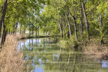 mighty river runs between trees