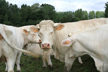 vaches