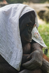 Fototapeta na wymiar Orangutan playing with a scarf