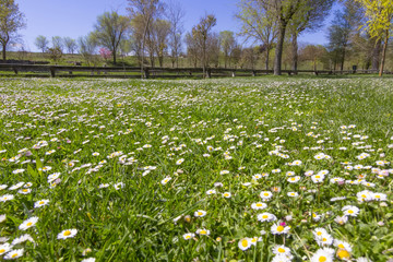 green meadow full of flowers white daisies