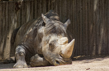 African white rhino
