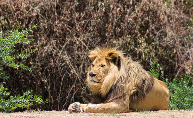 Large mane Lion, rests in the Savannah