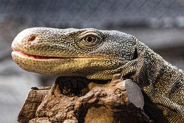 oversized lizard resting on a branch