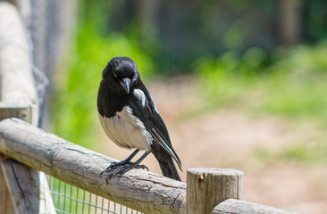 Magpie perched on a stick