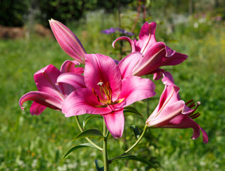 Red blooming lily on green background