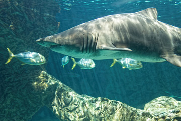 Fototapeta premium dangerous bull shark jaw huge