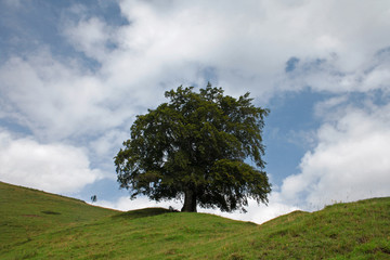 ALBERO