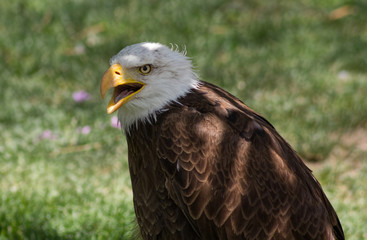 Bald Eagle or White Head (Haliaeetus leucocephalus)