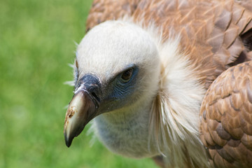 Griffon Vulture (Gyps fulvus)