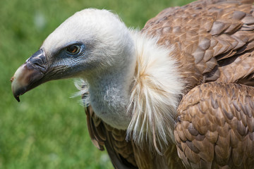 Griffon Vulture (Gyps fulvus)