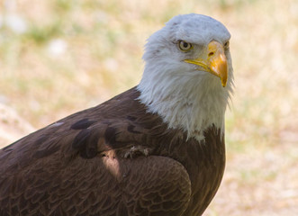 Bald Eagle or White Head (Haliaeetus leucocephalus)
