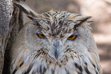 eagle owl resting