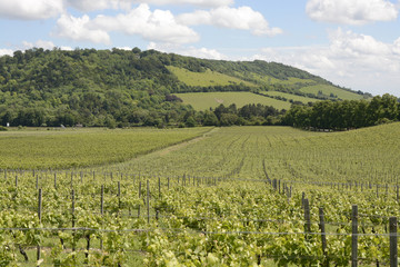 Fototapeta na wymiar North Downs and vineyard. Surrey. England