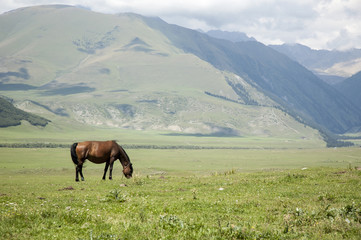 Fototapeta na wymiar horses,mountains,pastures