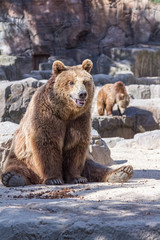 brown bear sitting so funny