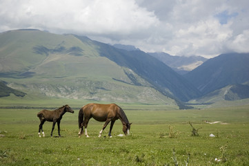 Fototapeta na wymiar horses,mountains,pastures