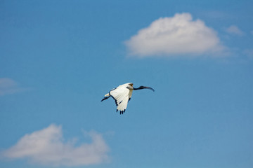exotic bird in flight