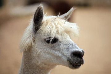 Obraz premium Alpaka