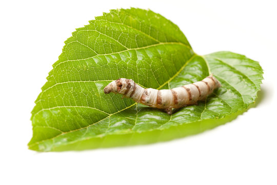 silk worm