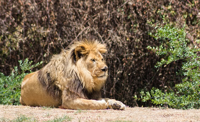 Obraz na płótnie Canvas Large mane Lion, rests in the Savannah