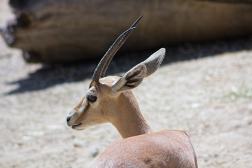 Gazelle walking in the Sun