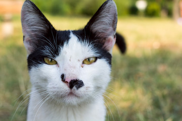 Close up portrait of a black and white cat