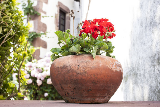 Maceta De Terracota Con Geranios Rojos.