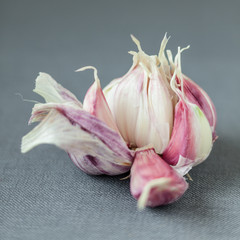 Fresh garlic bulb