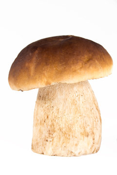 Steinpilz  Boletus edulis_04
