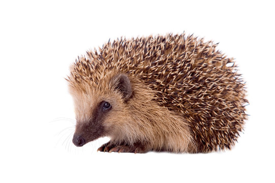 Igel isoliert auf wei&szlig;em Hintergrund