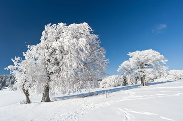 Verschneite Bäume im Schwarzwald