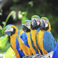 parrot bird sitting on the perch © somkanokwan